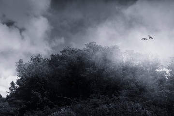 birds flying over peak shrouded in fog, serene landscape with birds
