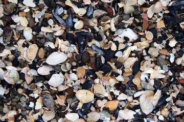 Shells and rocks on the beach