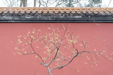 Plum blossoms with ancient red city walls