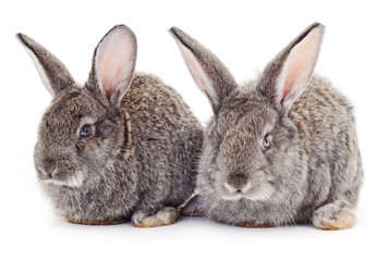 Obraz premium Gray rabbits isolated.