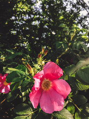 Fresh pink roses and green leaves,  wild rose bush. Beautiful tender shrub with red flowers in sunny light in garden. Hello spring.