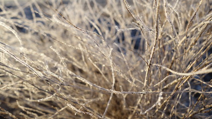 Fototapeta premium Frost