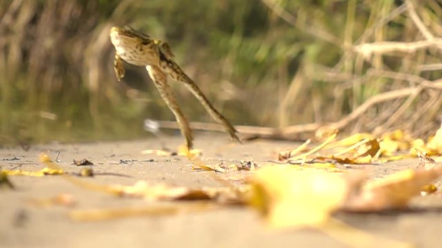 Jump frog in the water on the shore. Slow-motion shooting of 240 frames per second