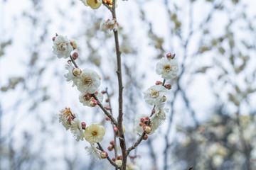 Spring plum blossoms are in full bloom