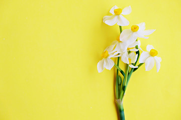 Yellow white daffodil, narcissus, jonquil flower close up on bright yellow background with a lot of copy space for text. Blank template for Mother's day, March 8 women's day, Valentine greeting card © Evrymmnt