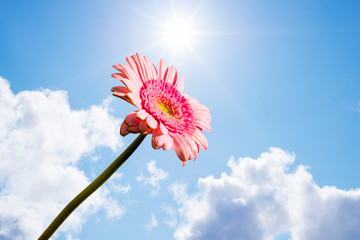 single pink gerbera flower