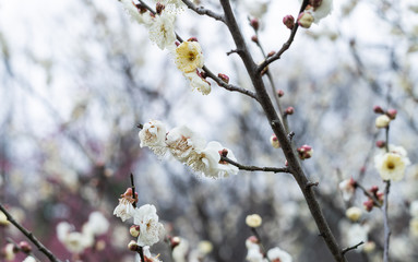 Spring plum blossoms are in full bloom