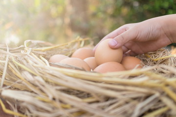 Farmers holding a brown egg and brown eggs in a nest on wooden in chicken farm, image with copy space.