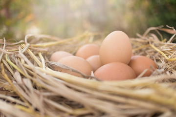 Fresh brown eggs in a nest on a wooden in chicken farm with morning sunlight, image with copy space.
