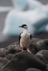 Imperial Cormorant, breeding colony, Paulet Island, Antarica