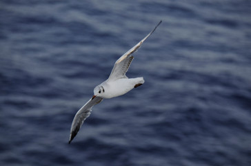 seagull in flight
