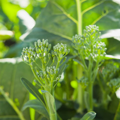 Obraz premium Broccolini - long broccoli stems with green florets in the garden.