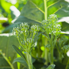 Broccolini  -  long broccoli stems with green florets in the garden.
