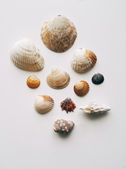 seashells on white background