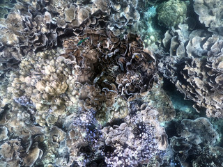 Beautiful Under the sea,snorkeling in coral reef at Koh Lipe island in Thailand
