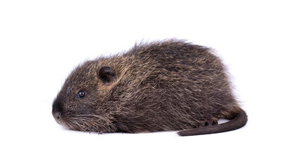 Baby nutria isolated on white background. One brown coypu -Myocastor coypus, isolated.