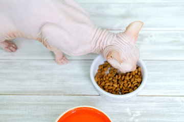 Obraz na płótnie Canvas Hairless cat Don Sphynx breed with pink naked skin eats dry cat's food from a bowl on wooden white floor