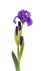 Blue colored iris flower, isolated on white background. Macro.