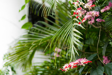 Plant and flower in garden