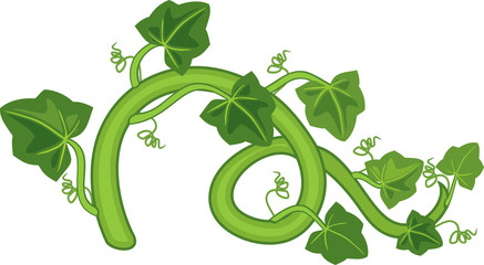 General view of stem of pumpkin plant with green leaves isolated on white background © Kazakova Maryia