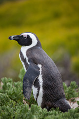 African penguin ,Spheniscus demersus, on Boulders Beach near Cape Town South Africa looking with interest