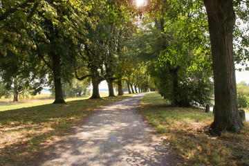 baumallee am niederrhein