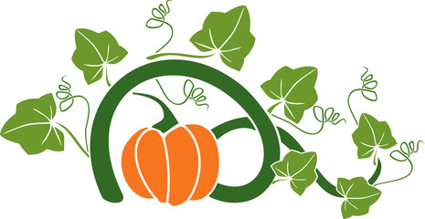 General view of pumpkin plant with ripe fruit and green leaves isolated on white background