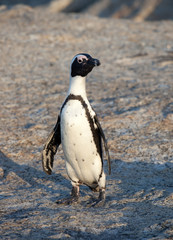 Naklejka premium African penguin, Spheniscus demersus, on Boulders Beach near Cape Town South Africa relaxing in the sunset on stone