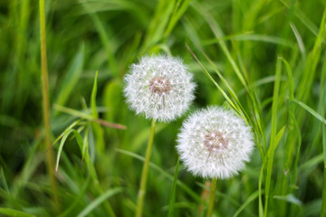 dandelions on the background of green grass