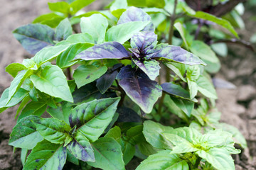 Young green basil plants on the ground  in the garden