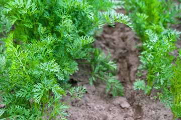 Young green sprouts of carrots planted in the garden.
