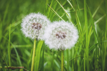 Fototapeta premium dandelions on the background of green grass