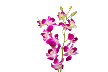 デンファレ　Orchid of fellow 