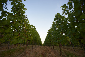 Beautiful landscapes of French vine yards in summer sunshine with grapes and old churches