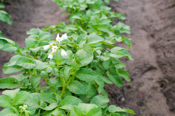 Blooming potato field. Young green sprouts of potatoes.
