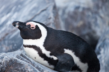 African penguin ,Spheniscus demersus, on Boulders Beach near Cape Town South Africa. sleeping on the stone