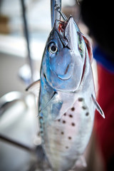 catching mackerel on a fishing rod