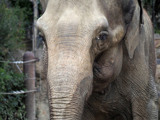Fototapeta premium 向かってくるアジアゾウ 上野動物園 象 