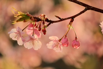 南伊豆　みなみの桜と菜の花祭り