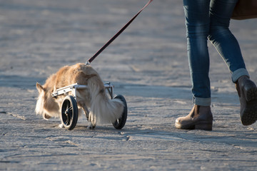 cane disabile su carrellino passeggia con ragazza vestita con blue jaens