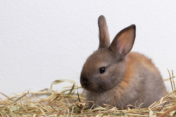 Little brown rabbit sitting on straw nest with congrete background. It's small mammals in the family Leporidae of the order Lagomorpha. Animal studio portrait.