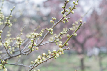 Spring plum blossoms are in full bloom