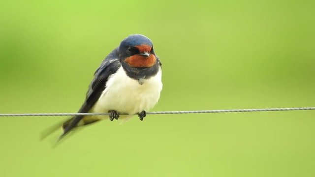Rauchschwalbe&nbsp;(Hirundo rustica)