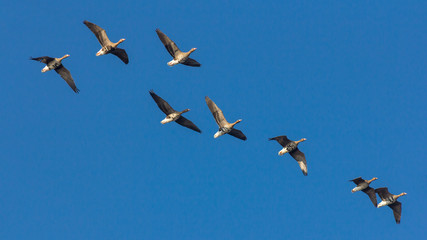 Gänse