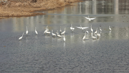 겨울냇가에 백로