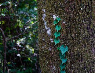Trees in deep forest