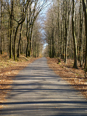 empty road through a forest in springtime on a sunny day in Mülheim/Ruhr