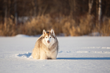Beautiful and prideful siberian husky dog standing in the snow field in winter