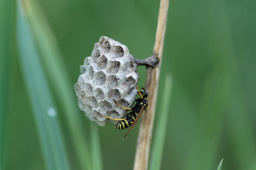 Wasp builds a house in the grass