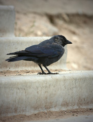 Western Jackdaw looking away, Corvus monedula, or Eurasian Jackdaw, or European Jackdaw or simply Jackdaw against white background